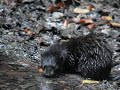 Visó americà (Mustela vison)