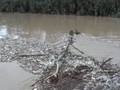 What the rain left