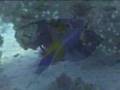 Red Sea 2007 - Reef & Fish !
