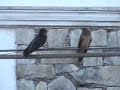Swallows (Hirundinidae)