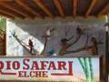 Ver videos Loros bailando