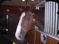 Örsta riding school