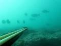 Spearfishing The Wollongong Area 6
