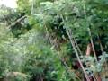 monkey in mankara(nishad video)