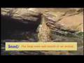 Jim Knox's Wild Zoofari at the National Aquarium (Crocodile)