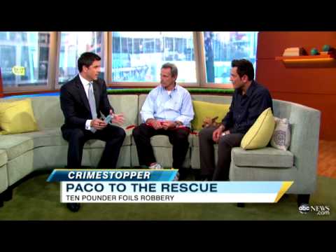 Chihuahua Stops Armed Robbers