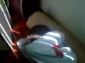 Thales chapado...i doser Thales chapado...i doser