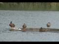 Great Blue Heron and Mallards
