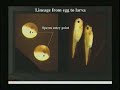 How Does an Egg Make an Organism?