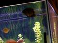 videos de Oscar, Severum, Silver Dollars