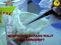 Swiftlet Industry Exposed