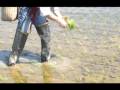 　Planting Rice Work　