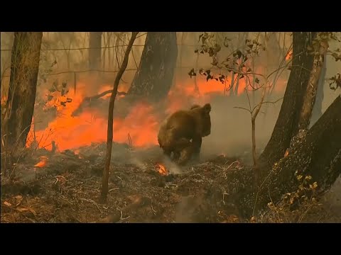 Kobieta ryzykuje życie, aby uratować koalę podczas pożarów w Australii