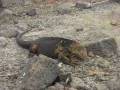 Omer Galapagos