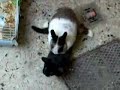 Bunny VS cat - PWNED!