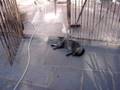Cães e gatos