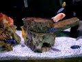 African cichlids