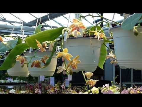 Orchideen Arten: Phalaenopsis - Phal Kenanga