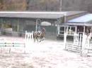parcours de saut d'obstacles � cheval.