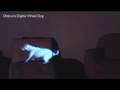 Obscura Virtual Dog