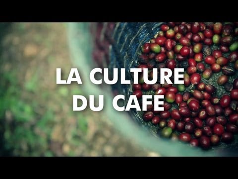 La culture du café
