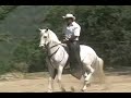 paso fino colombiano IPI MI CHULERIA