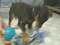 ミニチュアピンシャーの子犬3