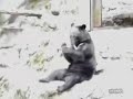 Bear with amazing stick skills