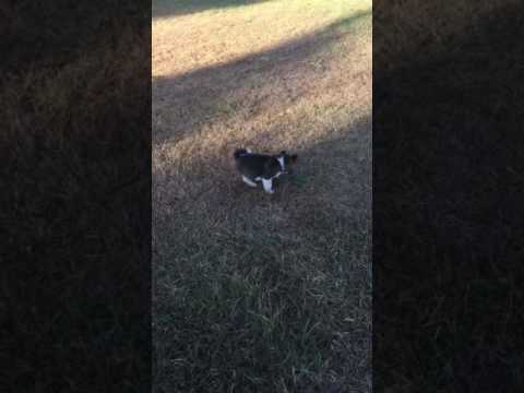 Princess Bella playing outside