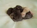 ???????????;Kittens on the first day