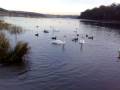 Belle Freckles and the swans