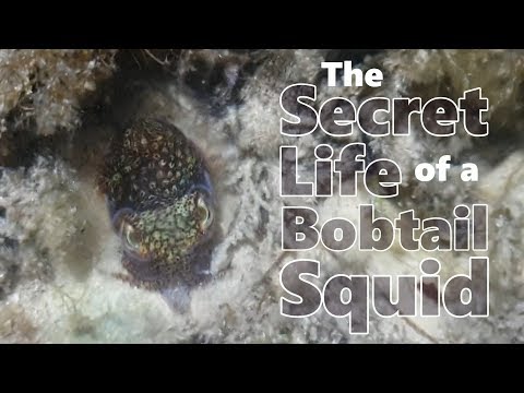 The Secret Life of a Bobtail Squid