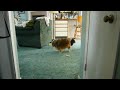 Trevor the sheltie playing with Penny Part 3