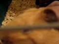 Guinea-pig purrr