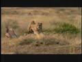 Cheetah - Fastest Running Animal Cheetah - Fastest Running Animal