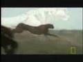 Cheetah - Fastest Running Animal