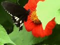 Butterfly.wmv