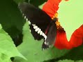 Butterfly.wmv