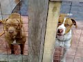 PIT BULLS FROM BRAZIL