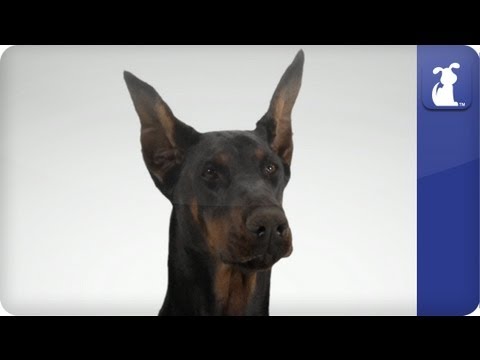 Doberman Pincer