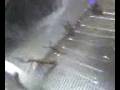 videos de commie bug fight