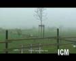 ImNebel