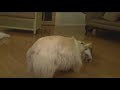 Scottie Tails Christmas (Shortened)