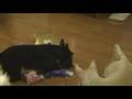 Scottie Tails Christmas (Shortened)