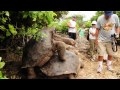 Giant Tortoise in Action