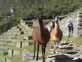 Llamas frolicking at Machu Picchu
