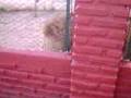 Los leones apareandose