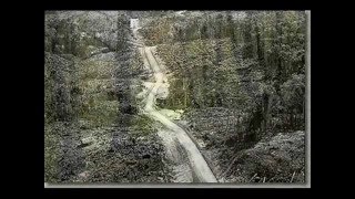 La mémoire des arbres