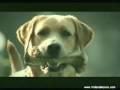 Ver Video