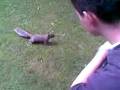 videos de scoiattolino..!!